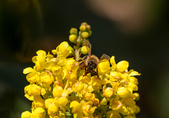 Fototapete - A Honeybee cleaning its long tongue while pollinating atop Oregon Grape flowers.