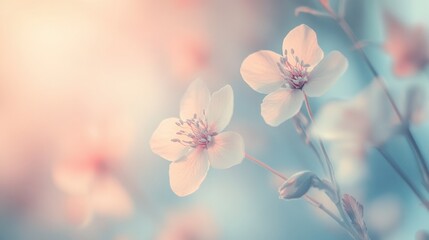 Poster - Soft bokeh flowers against a pastel gradient background create a dreamy mood filled with tranquility and beauty in a serene nature setting