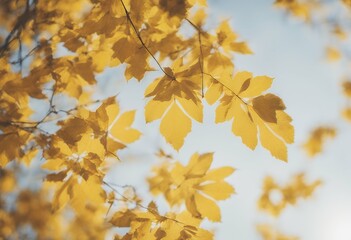 Wall Mural - clear day yellow autumn bright leaves beauty sunlight nature seasonal wood forest moscow russia beau