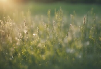 spring meadow concepts bokeh green summer background blurred lights nature grass light sunlight
