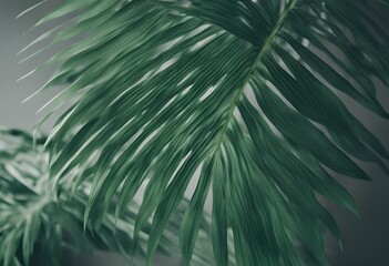 background tropical isolated leaf file palm nature pattern transparent png green texture fern bamboo monstera botany coconut rattan frond pine tree art plant shrub foliage betel summer white cut-out
