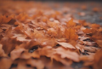 orange autumn fall background leaves leaf nature sunny season frame foliage brown garden grass maple natural tree branch october yellow red