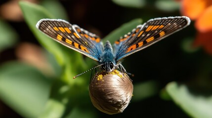 Poster - Macro shot of a vibrant blue butterfly with orange and brown markings, perched on a budding flower. Detailed wings and antennae are in sharp focus, set against a blurred green leaf background. Shot