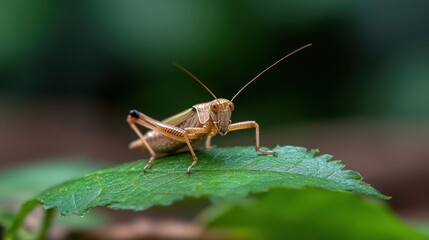 Poster - A selective focus shot showcases a grasshopper perched on a vibrant green leaf, set against a blurred backdrop of foliage. The lighting is soft, accentuating the natural textures and colors