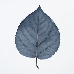Wall Mural - This close up image showcases the elegant and minimalist beauty of a single gray leaf against a plain background  The intricate organic texture sharp lines