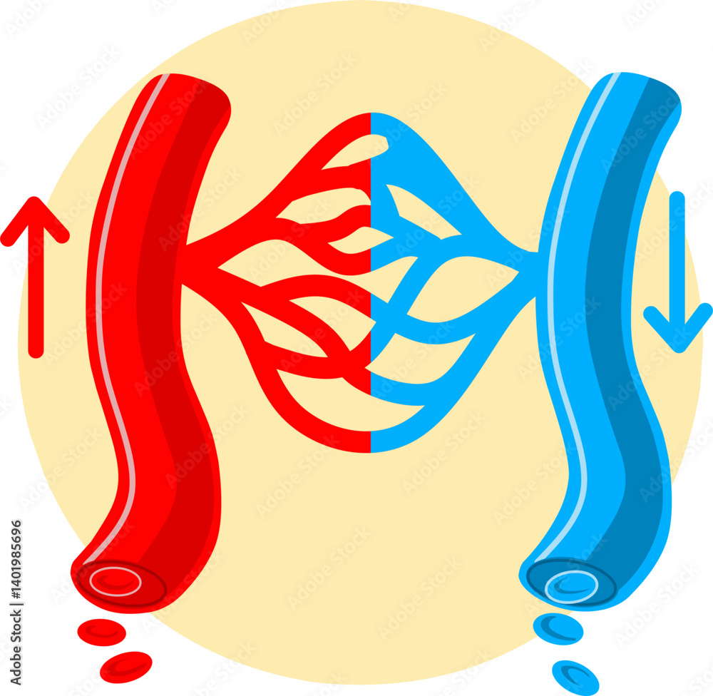 Color illustration of Blood vessels direction scheme with oxygen and ...