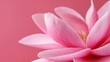 © Pantiwa - Close Up Pink Magnolia Blossom Soft Petals Floral Photography