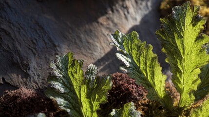 Poster - Intricate leaf veins and natural fibers are highlighted by dappled light, casting layered shadows on coarse bark and lush moss in a forest setting