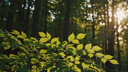 Wall Mural - a close-up view of vibrant green leaves in a serene forest, illuminated by warm sunlight filtering t