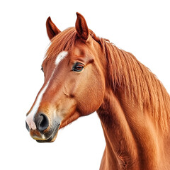 beautiful chestnut horse head portrait equine photography thoroughbred breed isolated on black backg