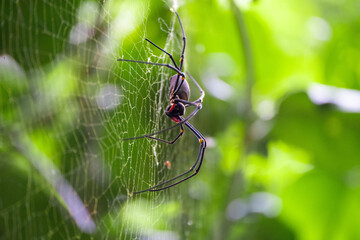 spider in net