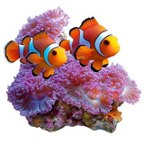Clownfish anemonefish in anemone tropical reef aquarium fish ocean sea life underwater marine nature wildlife on transparent background
