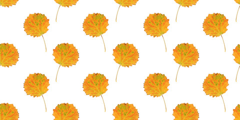 Wall Mural - seamless pattern of vibrant yellow aspen leaves on white background
