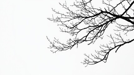 Aufkleber - Silhouettes of bare tree branches against a bright white sky during a calm, tranquil day providing a minimalist nature display