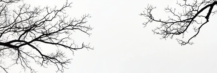 Aufkleber - Silhouettes of tree branches extending against a white sky create a serene and minimalistic nature composition in a tranquil setting