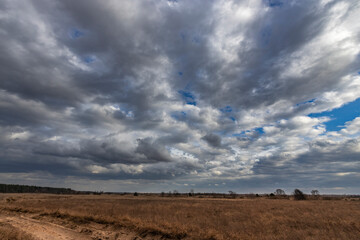 Wall Mural - a cloudy sky with a few trees in the background