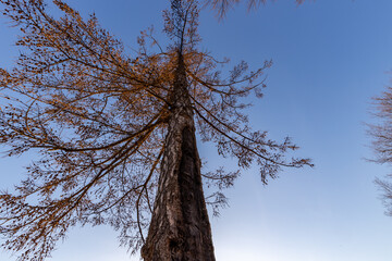 Wall Mural - a tall tree with a lot of leaves is in the middle of a blue sky