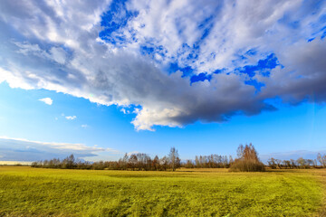 Wall Mural - a large field with a few trees and a cloudy sky