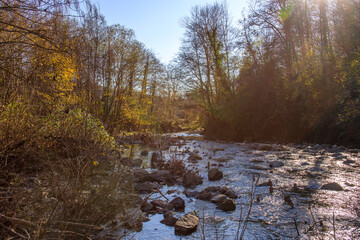 Wall Mural - a river with a lot of rocks and trees