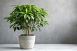 © Юрий Чолий - plant in a pot