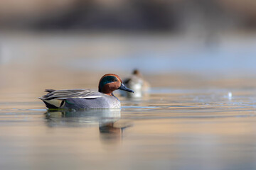 Wall Mural - Swimming duck. Eurasian Teal. (Anas crecca) Blue water background. 
