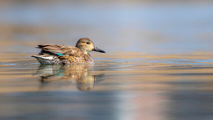 Wall Mural - Swimming duck. Eurasian Teal. (Anas crecca) Blue water background. 