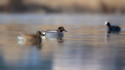 Wall Mural - Swimming duck. Eurasian Teal. (Anas crecca) Blue water background. 