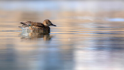 Wall Mural - Swimming duck. Eurasian Teal. (Anas crecca) Blue water background. 