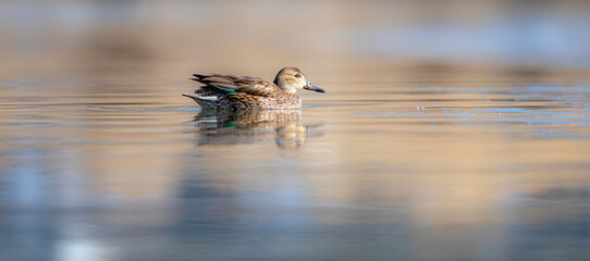 Wall Mural - Swimming duck. Eurasian Teal. (Anas crecca) Blue water background. 