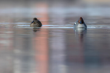 Wall Mural - Swimming duck. Eurasian Teal. (Anas crecca) Blue water background. 