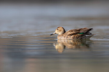 Wall Mural - Swimming duck. Eurasian Teal. (Anas crecca) Blue water background. 