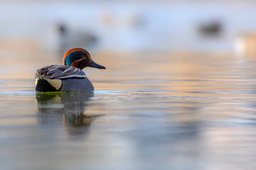 Wall Mural - Swimming duck. Eurasian Teal. (Anas crecca) Blue water background. 