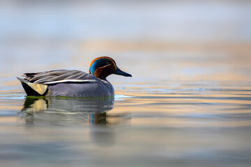 Wall Mural - Swimming duck. Eurasian Teal. (Anas crecca) Blue water background. 
