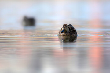 Wall Mural - Swimming duck. Eurasian Teal. (Anas crecca) Blue water background. 