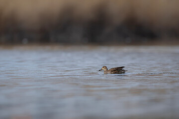 Wall Mural - Swimming duck. Eurasian Teal. (Anas crecca) Blue water background. 