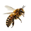 © Ari - Close-up of honey bee isolated on white background showing yellow body and detailed wings
