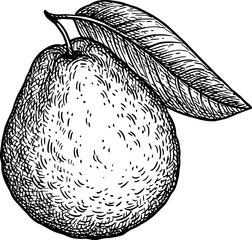 Wall Mural - guava with leaf ink sketch