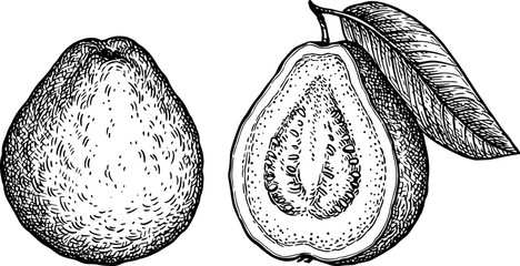 Wall Mural - guava with and half ink sketch
