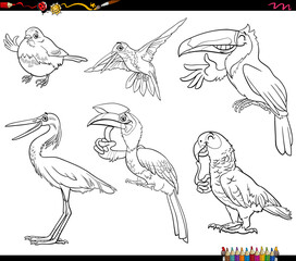 Wall Mural - cartoon wild birds species animal characters set coloring page