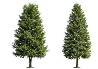 Isolated evergreen trees for landscape design element use isolated on white background