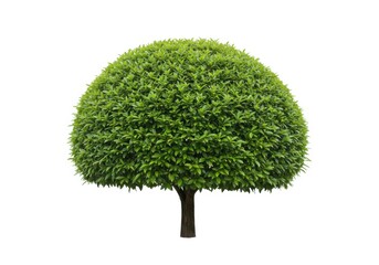 a single topiary tree with a rounded shape