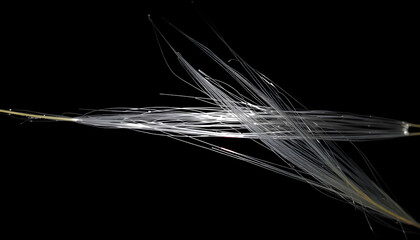 Wall Mural - close up of a white flower on a black background