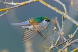  Violet green swallow on a tree branch.