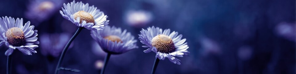 Aufkleber - Ethereal Botanical Wellness Moonlit Chamomile Macro - Mindful Nature Aesthetic for Holistic Health Branding and Organic Lifestyle Content