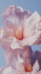 Poster - Ethereal Botanical Luxe Soft Pastel Hibiscus Bloom in Minimalist 8K - Natures Delicate Artistry for Premium Design and Wellness Aesthetics