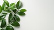 © Light of Art - Lush green leaves arranged artistically on a clean white background provide a vibrant natural element perfect for design projects needing a fresh organic aesthetic and copy space.