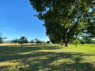 Wall Mural - field of trees with a blue sky in the background