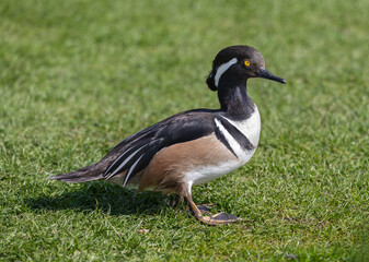 Aufkleber - a close up of a male hooded merganser standing on the grass. The close up portrait has space for copy text around it