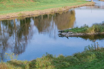 Wall Mural - calm body of water with a reflection of trees in the water