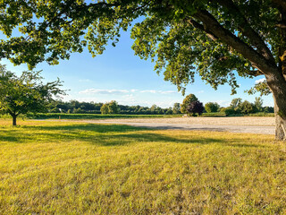Wall Mural - large tree with a lot of leaves is in the middle of a field